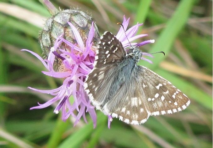 Quale Pyrgus? Pyrgus armoricanus, Hesperiidae